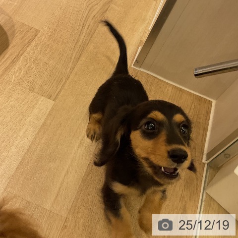 ミニチュア・ダックスフンドの写真