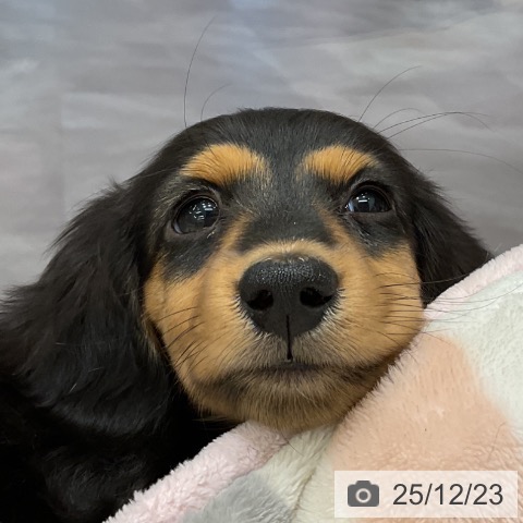 愛知県のミニチュアダックスフンド(ロング) (ペットプラス イオンモール豊川店/2025年10月14日生まれ/女の子/ブラックタン)の子犬の3枚目の画像