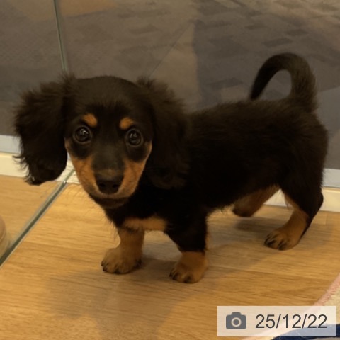 愛知県のミニチュアダックスフンド(ロング) (ペットプラス 岡崎店/2025年10月14日生まれ/女の子/ブラックタン)の子犬の3枚目の画像