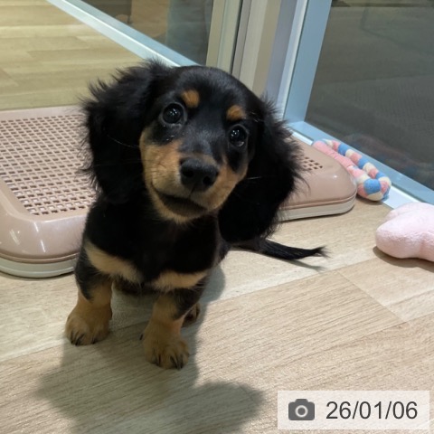 愛知県のミニチュアダックスフンド(ロング) (ペットプラス 岡崎店/2025年10月14日生まれ/女の子/ブラックタン)の子犬の3枚目の画像