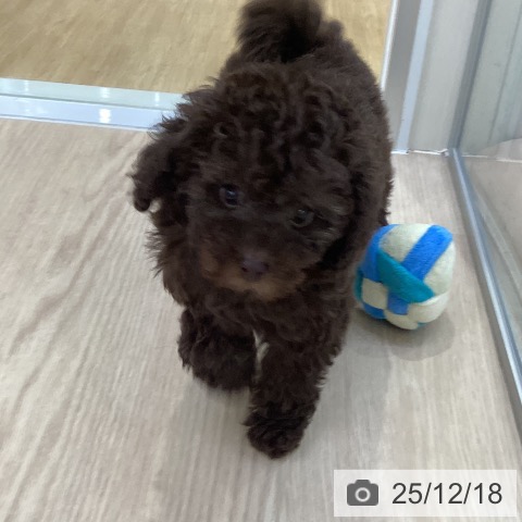 トイ・プードルの写真