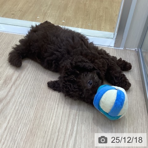 トイ・プードルの写真