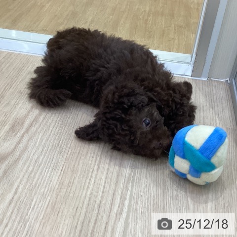 トイ・プードルの写真