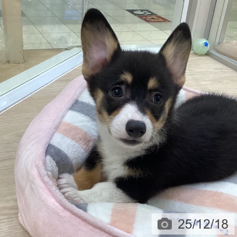 ウェルシュ・コーギー・ペンブロークの写真