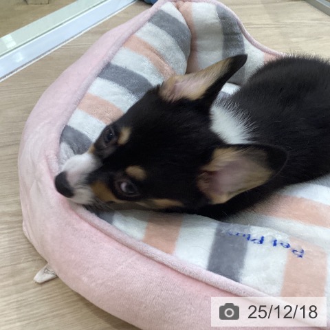 ウェルシュ・コーギー・ペンブロークの写真