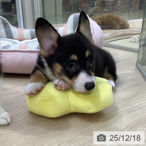 ウェルシュ・コーギー・ペンブロークの写真