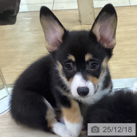 ウェルシュ・コーギー・ペンブロークの写真