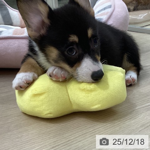 ウェルシュ・コーギー・ペンブロークの写真