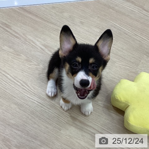 愛知県のウェルシュコーギーペンブローク (ペットプラス ナゴヤドーム前店/2025年10月17日生まれ/女の子/ブラックタンホワイト)の子犬の4枚目の画像