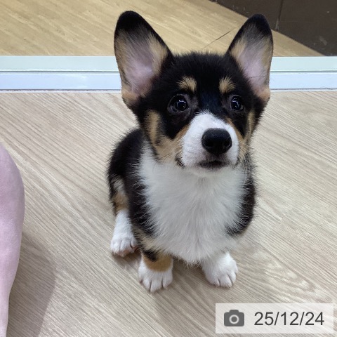 愛知県のウェルシュコーギーペンブローク (ペットプラス ナゴヤドーム前店/2025年10月17日生まれ/女の子/ブラックタンホワイト)の子犬の3枚目の画像