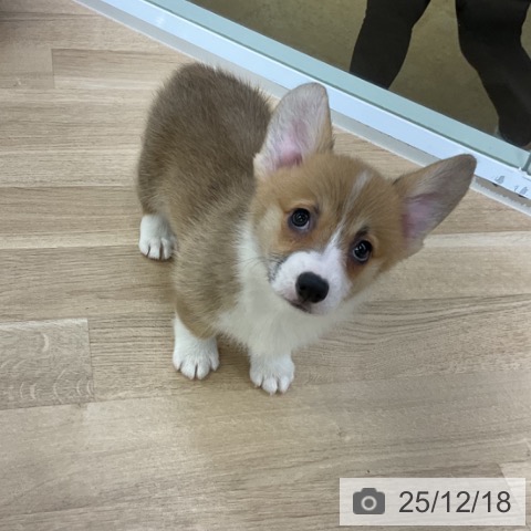 愛知県のウェルシュコーギーペンブローク (ペットプラス mozoワンダーシティ店/2025年10月17日生まれ/女の子/レッドホワイト)の子犬の3枚目の画像