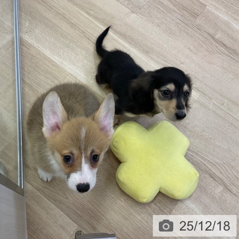 愛知県のウェルシュコーギーペンブローク (ペットプラス mozoワンダーシティ店/2025年10月17日生まれ/女の子/レッドホワイト)の子犬の3枚目の画像
