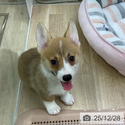 愛知県のウェルシュコーギーペンブローク (ペットプラス イオンモール豊川店/2025年10月17日生まれ/女の子/レッドホワイト)の子犬の4枚目の画像