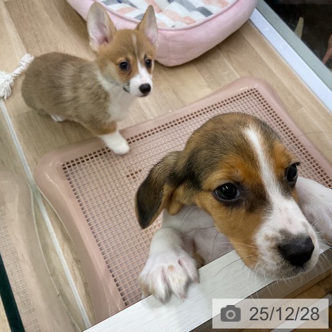 愛知県のウェルシュコーギーペンブローク (ペットプラス イオンモール豊川店/2025年10月17日生まれ/女の子/レッドホワイト)の子犬の3枚目の画像