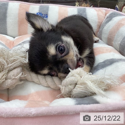 岐阜県のチワワ(ロング) (ペットプラス 各務原店/2025年10月17日生まれ/男の子/ブラックホワイトタン)の子犬の3枚目の画像