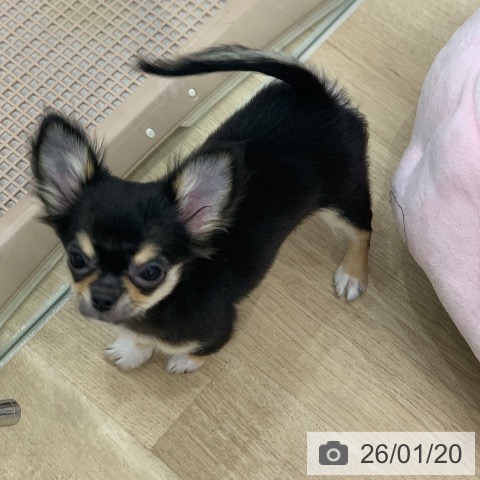 岐阜県のチワワ(ロング) (ペットプラス 光ケ丘店/2025年10月17日生まれ/男の子/ブラックホワイトタン)の子犬の3枚目の画像