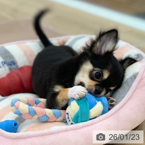 岐阜県のチワワ(ロング) (ペットプラス 光ケ丘店/2025年10月17日生まれ/男の子/ブラックホワイトタン)の子犬の3枚目の画像