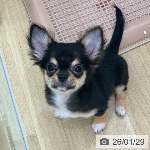 岐阜県のチワワ(ロング) (ペットプラス 光ケ丘店/2025年10月17日生まれ/男の子/ブラックホワイトタン)の子犬の3枚目の画像