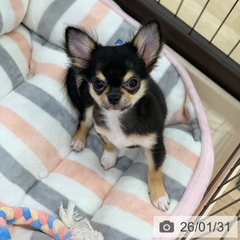 岐阜県のチワワ(ロング) (ペットプラス 光ケ丘店/2025年10月17日生まれ/男の子/ブラックホワイトタン)の子犬の3枚目の画像