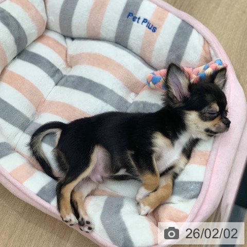 岐阜県のチワワ(ロング) (ペットプラス 光ケ丘店/2025年10月17日生まれ/男の子/ブラックホワイトタン)の子犬の3枚目の画像