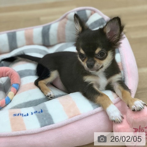 岐阜県のチワワ(ロング) (ペットプラス 光ケ丘店/2025年10月17日生まれ/男の子/ブラックホワイトタン)の子犬の3枚目の画像