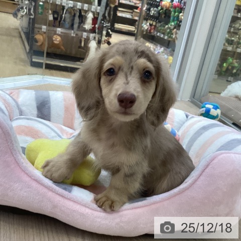 ミニチュア・ダックスフンドの写真