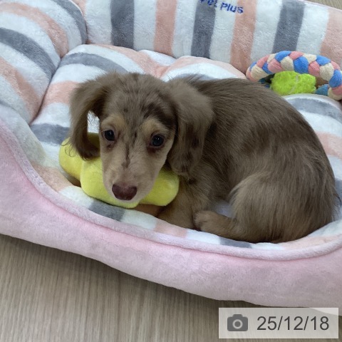 ミニチュア・ダックスフンドの写真