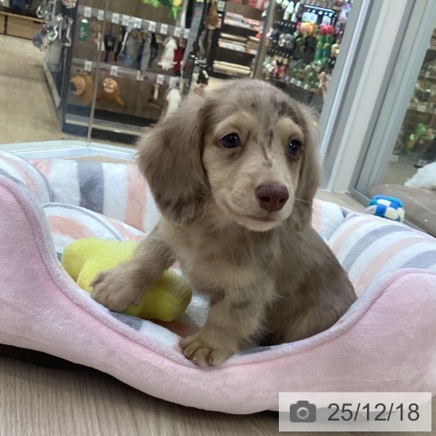 ミニチュア・ダックスフンドの写真