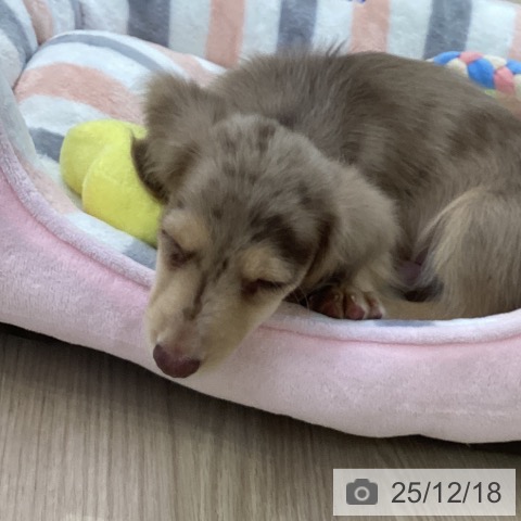 ミニチュア・ダックスフンドの写真