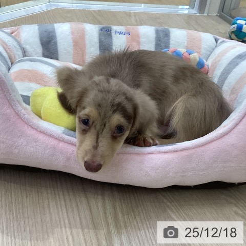 ミニチュア・ダックスフンドの写真