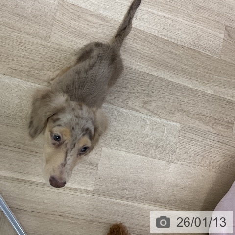 愛知県のミニチュアダックスフンド(ロング) (ペットプラス mozoワンダーシティ店/2025年10月17日生まれ/男の子/チョコレートダップル)の子犬の4枚目の画像