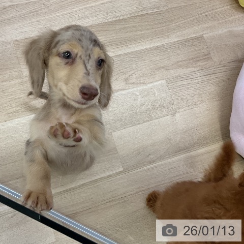 愛知県のミニチュアダックスフンド(ロング) (ペットプラス mozoワンダーシティ店/2025年10月17日生まれ/男の子/チョコレートダップル)の子犬の3枚目の画像