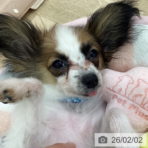 パピヨンの写真