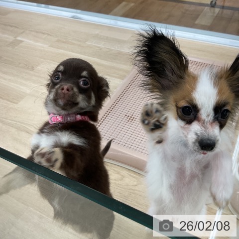 パピヨンの写真