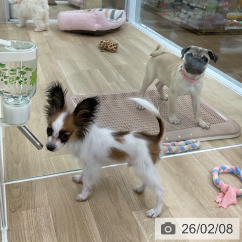 パピヨンの写真