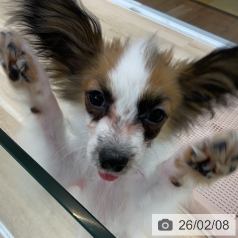 パピヨンの写真