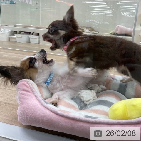 パピヨンの写真