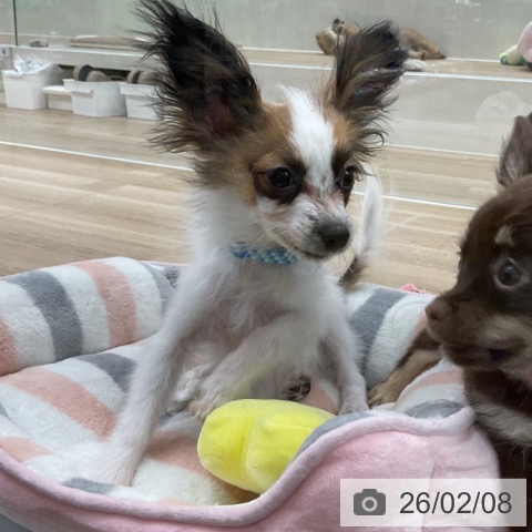 パピヨンの写真