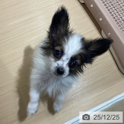 愛知県のパピヨン (ペットプラス ナゴヤドーム前店/2025年10月17日生まれ/男の子/ホワイトブラウン)の子犬の4枚目の画像