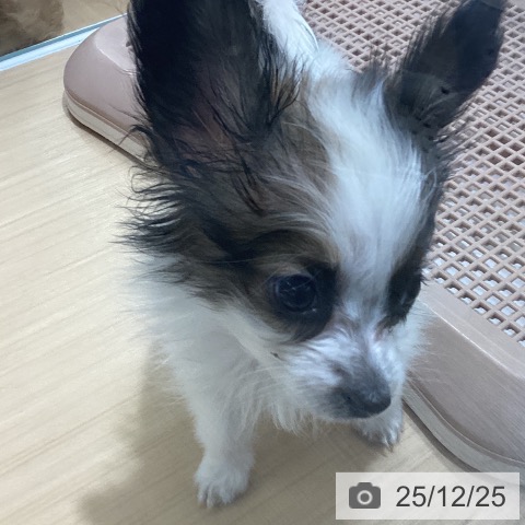 愛知県のパピヨン (ペットプラス ナゴヤドーム前店/2025年10月17日生まれ/男の子/ホワイトブラウン)の子犬の3枚目の画像