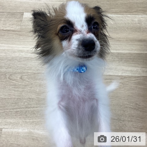 愛知県のパピヨン (ペットプラス 豊橋牧野店/2025年10月17日生まれ/男の子/ホワイトブラウン)の子犬の3枚目の画像