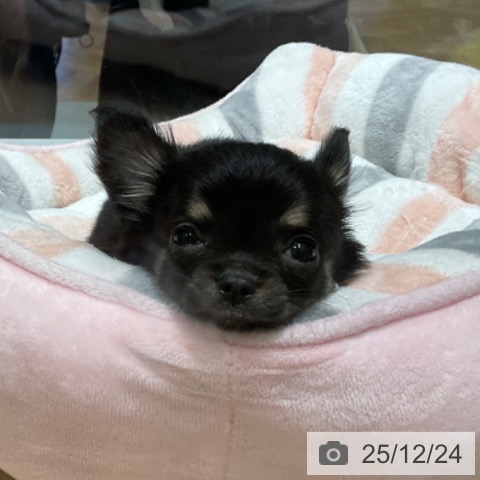 東京都のチワワ(ロング) (ペットプラス 立川高島屋S.C.店/2025年10月17日生まれ/女の子/ブラックタンホワイト)の子犬の3枚目の画像