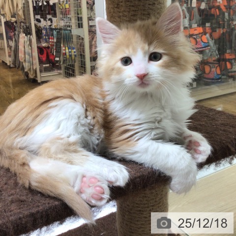 沖縄県のメインクーン (ペットプラス 南風原店/2025年10月15日生まれ/男の子/レッドタビーホワイト)の子猫の4枚目の画像