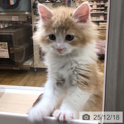 沖縄県のメインクーン (ペットプラス 南風原店/2025年10月15日生まれ/男の子/レッドタビーホワイト)の子猫の3枚目の画像