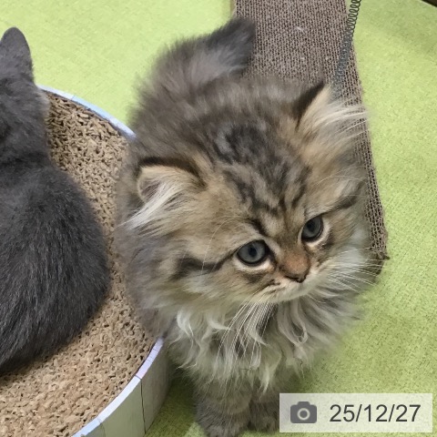 スコティッシュフォールドの写真