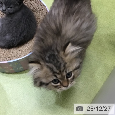 スコティッシュフォールドの写真