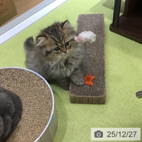 スコティッシュフォールドの写真