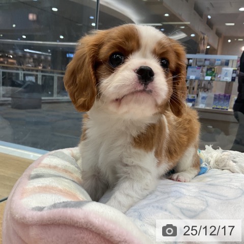 愛知県のキャバリアキングチャールズスパニエル (ペットプラス 岡崎店/2025年10月17日生まれ/女の子/ブレンハイム)の子犬の3枚目の画像