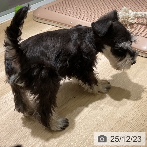 愛知県のミニチュアシュナウザー (ペットプラス イオンモール豊川店/2025年10月12日生まれ/女の子/ブラックシルバー)の子犬の4枚目の画像