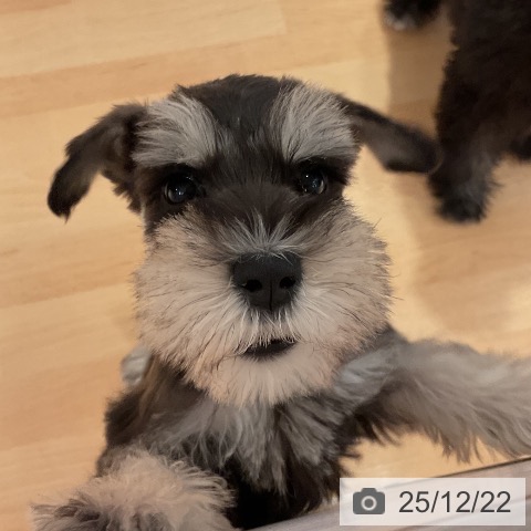 愛知県のミニチュアシュナウザー (ペットプラス 名古屋茶屋店/2025年10月12日生まれ/女の子/ブラックシルバー)の子犬の4枚目の画像